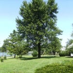 Cottages - Lakefront - Pittsfield, IL